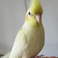 عروس هلندی لوتینو