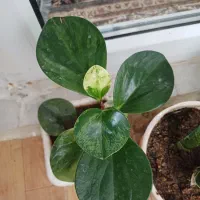 قاشقی و سانسوریا ابلق