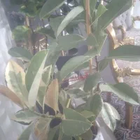 گل فیکوس ابلق سرحال و بزرگ