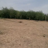 زمین باغ