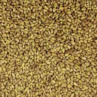 تخم یونجه
