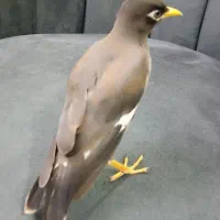 مرغ مینا رام|پرنده|ری, دولتآباد|دیوار