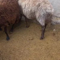 سه عدد شیشک درجه یک|حیوانات مزرعه|سرچهان, |دیوار