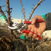 باغ بانی کسری