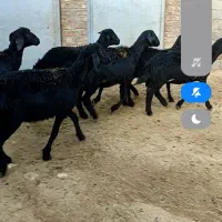 دامداری|حیوانات مزرعه|بوکان, |دیوار