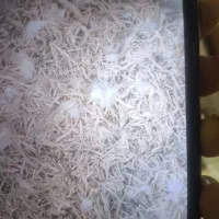 لانه پرنده|لوازم جانبی حیوانات|بندر انزلی, معلم|دیوار