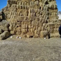 مقداری کلش ارزان  برای‌فروش داریم