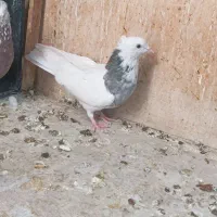 کفتر زینتی طوقی کاکل|پرنده|صباشهر, |دیوار