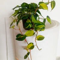 گیاه اسکاندیس ابلق