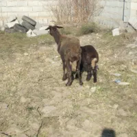 گوسفند داشتی بره دار بره ماده|حیوانات مزرعه|بندر ترکمن, |دیوار