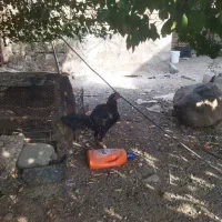 خروس چابهاری جوان مرغ گیر  اصل نصب دلر|پرنده|جیرفت, |دیوار