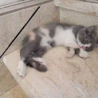 گربه بریتیش سه ماهه|گربه|سنندج, |دیوار