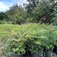 ناندینا خوشگل و زیبا