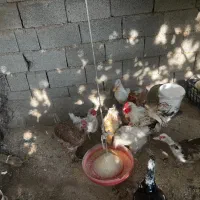 مرغ خروس و اردک|پرنده|کوهسار (البرز), |دیوار