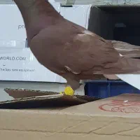 دم سفید نر پرشی فقط تماس بگیرید|پرنده|نیشابور, فردوسی جنوبی|دیوار