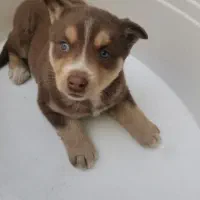 توله  سگ هاسکی