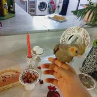 پرنده من گمشده