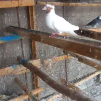 کبوتر ماهرو نر