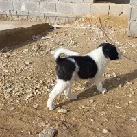 واگذاری توله سگ نر پدرش قدرجونی مادر ترکی