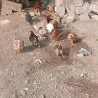 مرغ تخمگذار محلی
