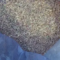 تخم پیاز|خوردنی و آشامیدنی|شیروان (لرستان), |دیوار