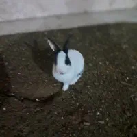 خرگوش|موش و خرگوش|سنندج, |دیوار