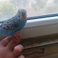 مرغ عشق دستی باهوش