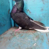 جفت اشعل نرو ماده عتیقه