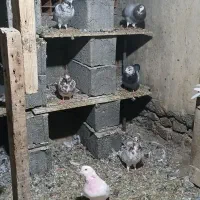 کبوترپرشی|پرنده|گمیشان, |دیوار