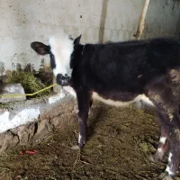 گوساله ماده