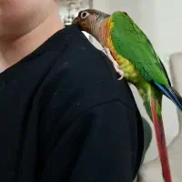 گرینچیک ماده ۱۰۰درصد با تست. بالغ دستی