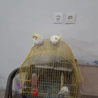 عروس هلندی لوتینودستی|پرنده|شهرکرد, |دیوار