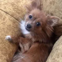 گمشده(ده میلیون مژدگانی)