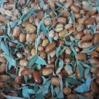 سنجد