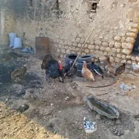 بوقلمون سالم و سرحال|حیوانات مزرعه|کوهدشت, |دیوار