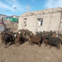 بره|حیوانات مزرعه|ضیاء آباد, |دیوار