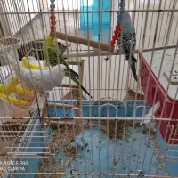 مرغ عشق|پرنده|سنندج, |دیوار
