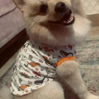 سگ آموزش دیده فوق العاده