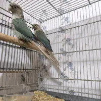 جفت گرینچیک پاین اپل