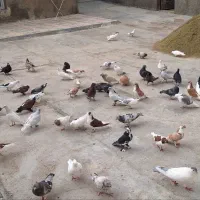 کبوتر|پرنده|قروه, |دیوار