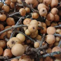 ازگیل تازه چین