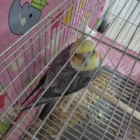 عروس هلندی نر سخنگو معاوضه با سگ ماده بزرگ|پرنده|ارومیه, |دیوار