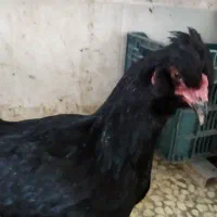 جوجه و تخم مرغ آبی و سبز (لاکنزی و امرکانا)|حیوانات مزرعه|قائمشهر, |دیوار