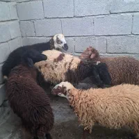 بره نر و ماده فروشی