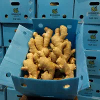 پخش عمده زنجبیل وزردچوبه