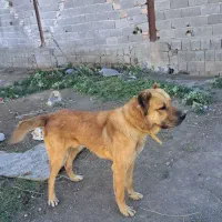 سگ سرابی|سگ|چهارباغ, |دیوار