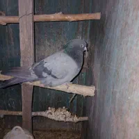 کبوتر سبز انگلیسی فوق پرشی