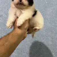 پامرانین ماده|سگ|شیراز, پودنک|دیوار