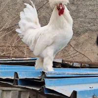 فروش مرغ و خروس سلطان تخم نطفه دار