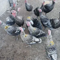 فروش بوقلمون محلی وسالم|حیوانات مزرعه|دیلمان, |دیوار